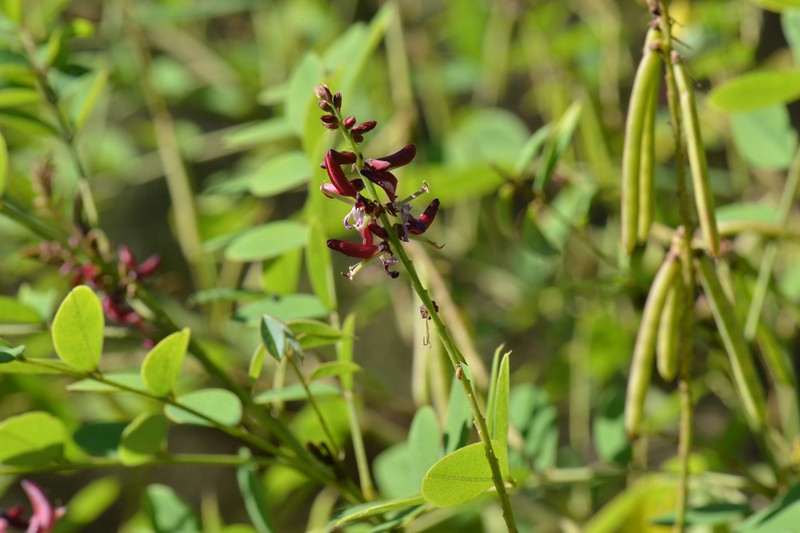 Indigofera atropurpurea photo 4
