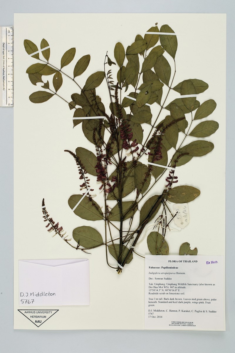 Indigofera atropurpurea photo 5