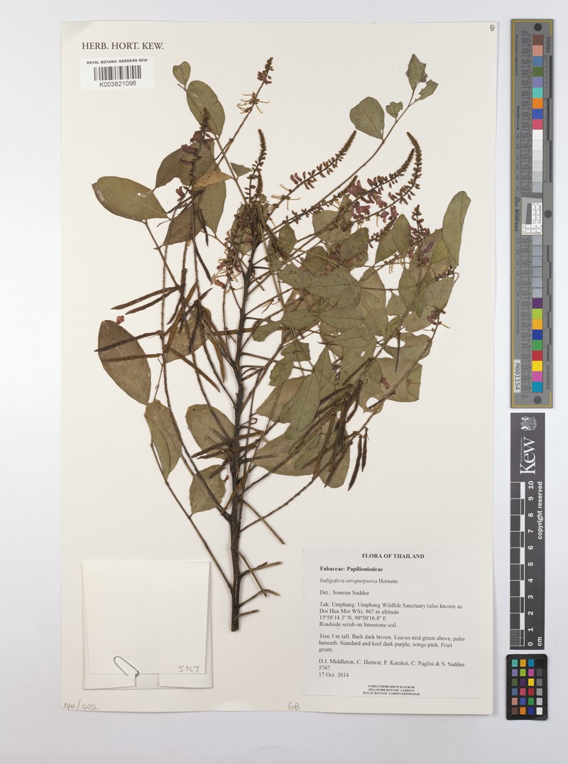 Indigofera atropurpurea photo 6