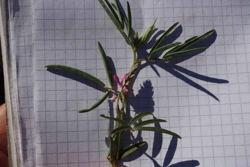 Indigofera auricoma photo 2