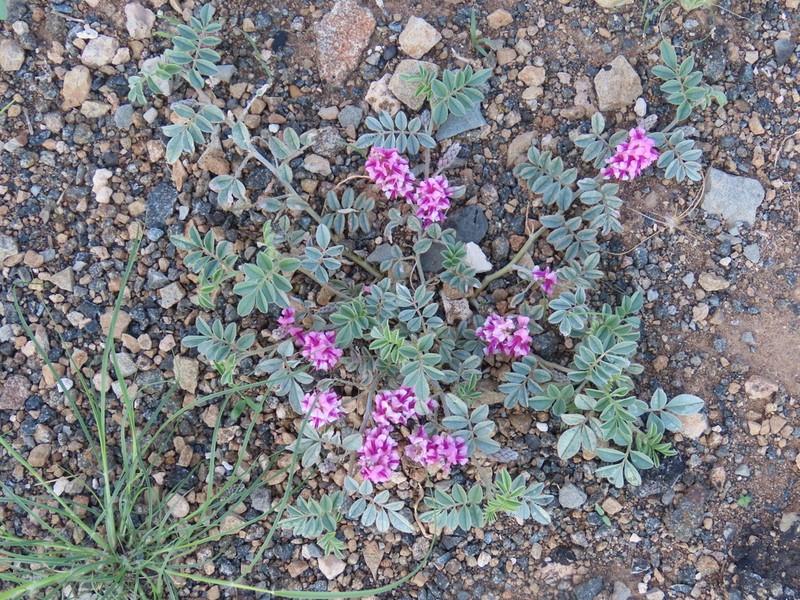 Indigofera auricoma photo 3