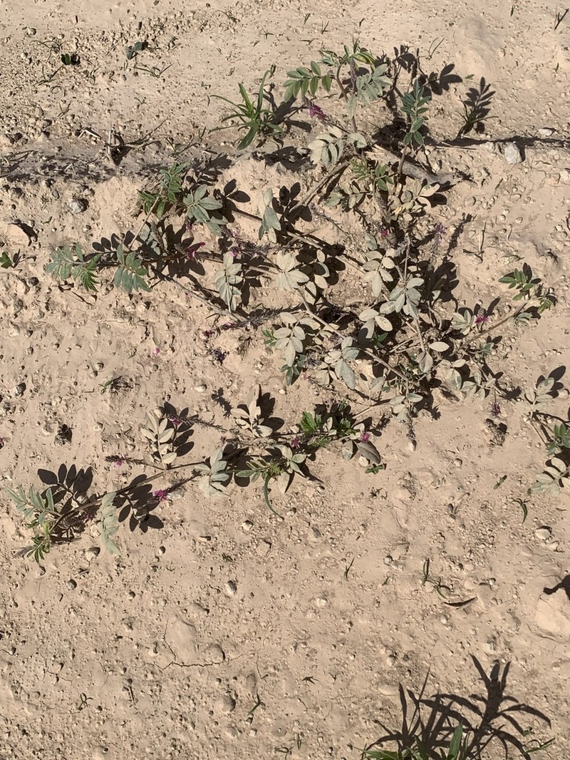 Indigofera auricoma photo 4