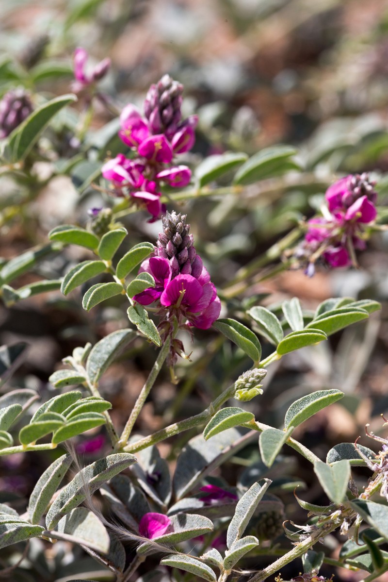 Indigofera auricoma photo 5