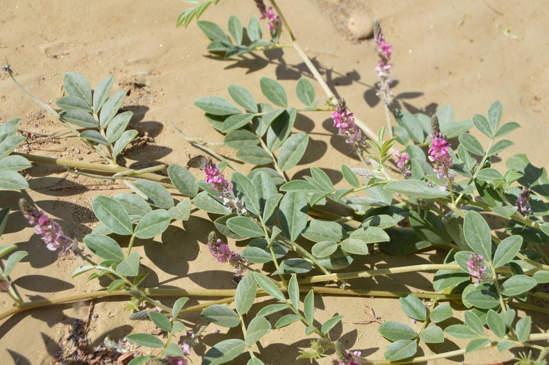 Indigofera auricoma photo 6