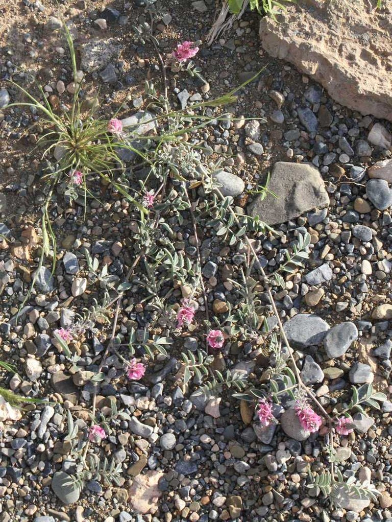 Indigofera auricoma photo 7