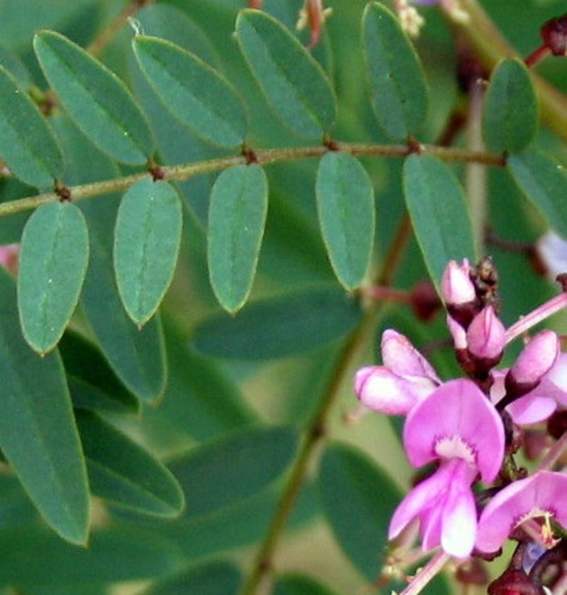 Australian Indigo