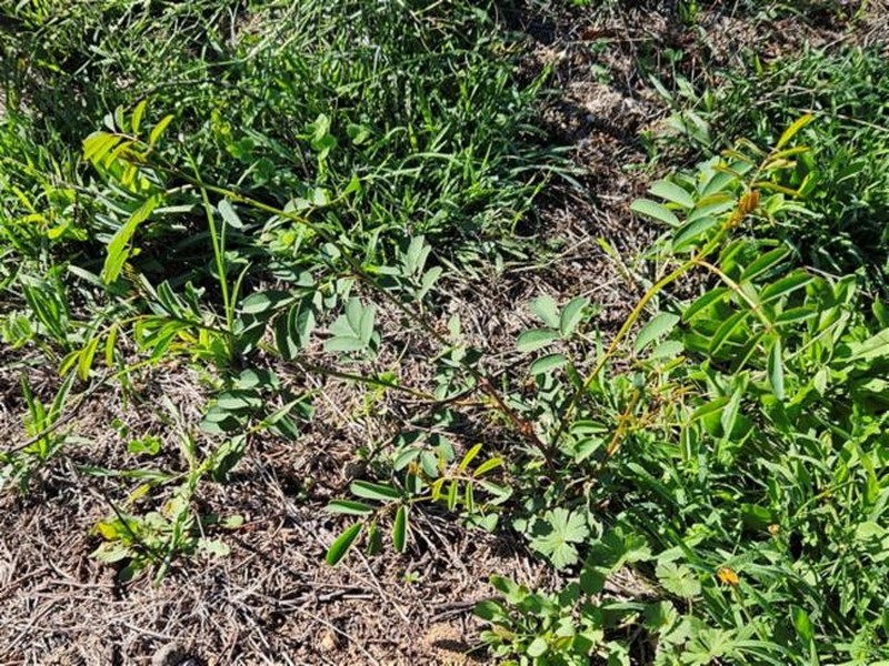 Indigofera australis subsp. australis