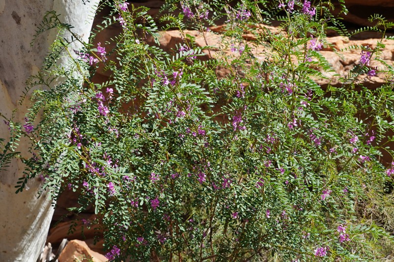 Indigofera australis subsp. hesperia
