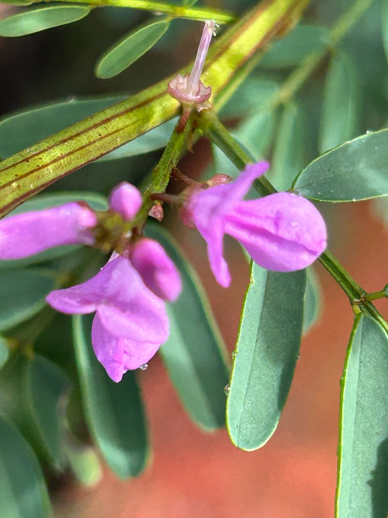 Indigofera australis subsp. hesperia photo 2