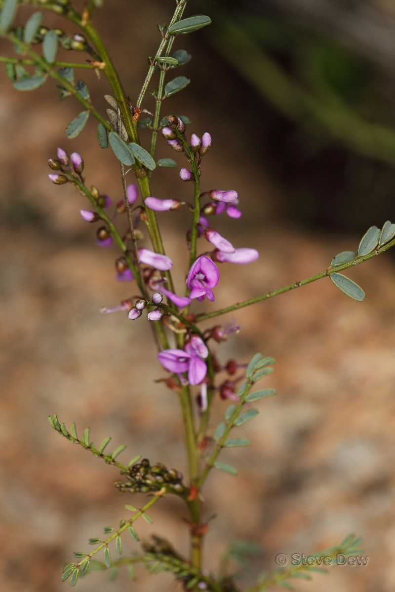 Indigofera australis subsp. hesperia photo 3