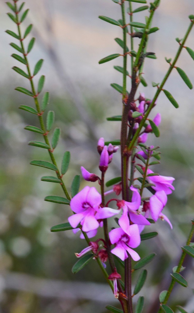 Indigofera australis subsp. hesperia photo 4