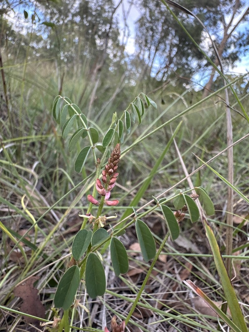 Indigofera baileyi