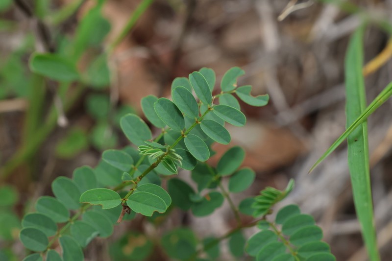Indigofera baileyi photo 2