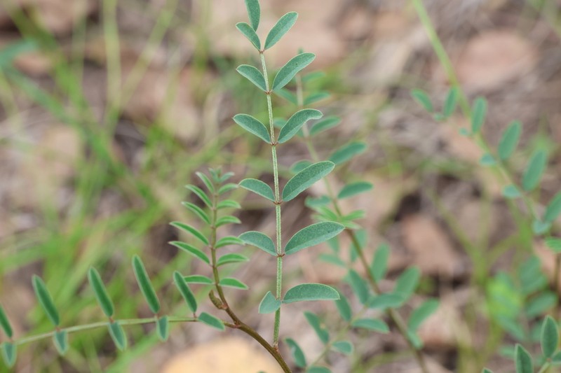 Indigofera baileyi photo 3