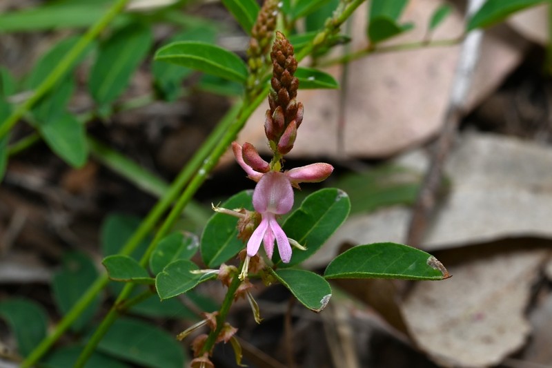 Indigofera baileyi photo 4