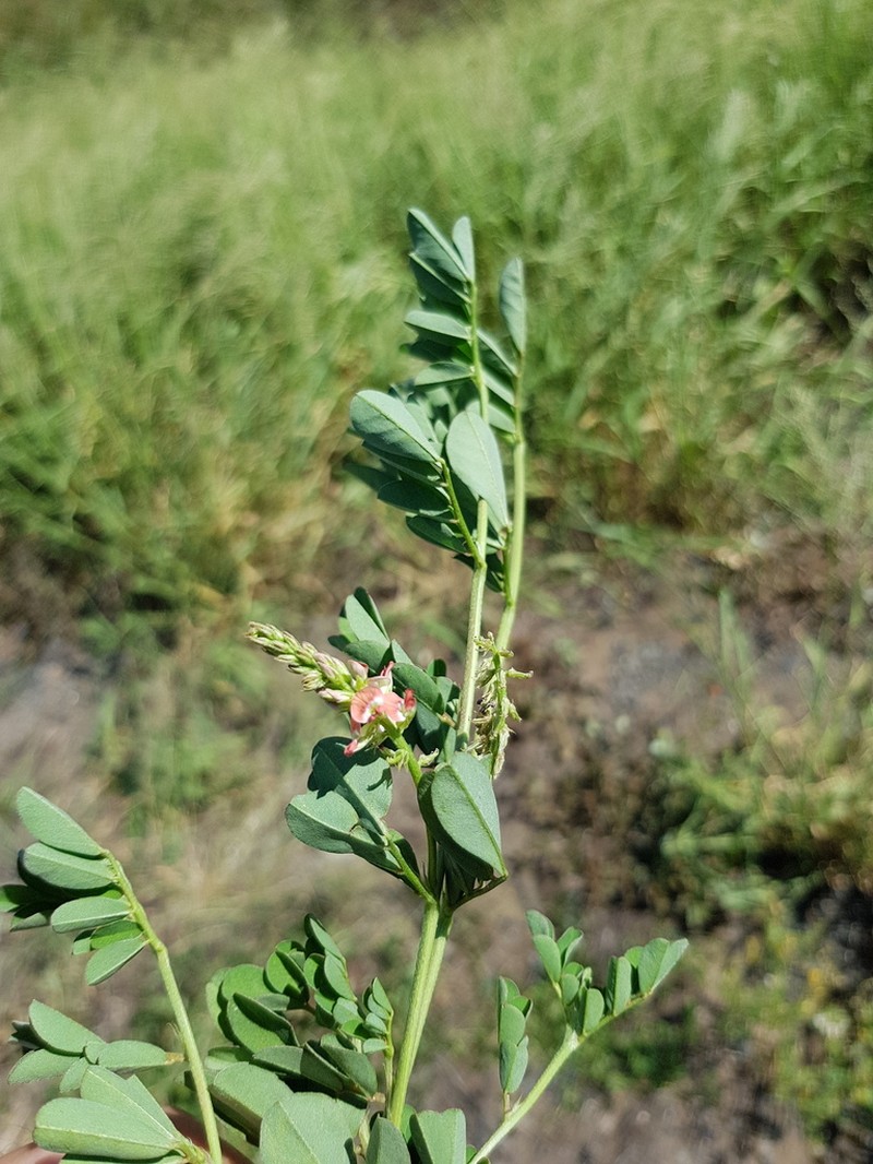 Indigofera baileyi photo 5