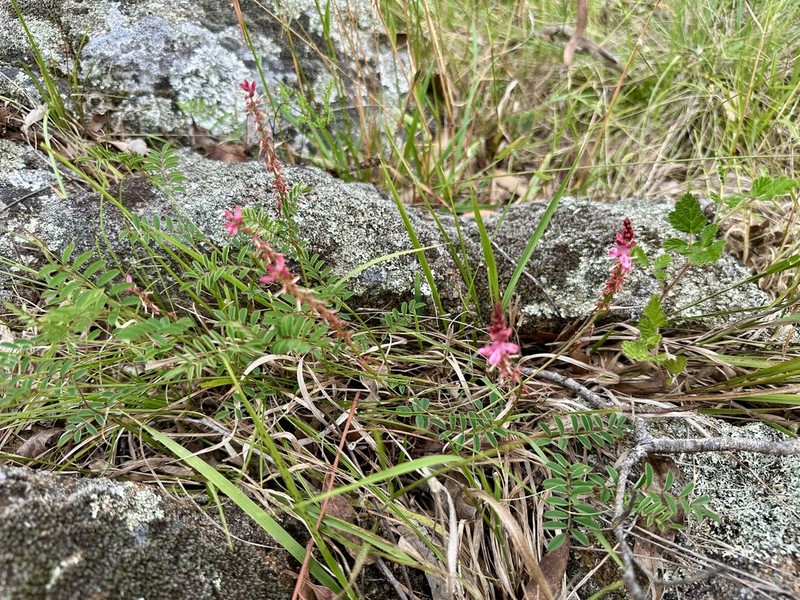 Indigofera baileyi photo 6