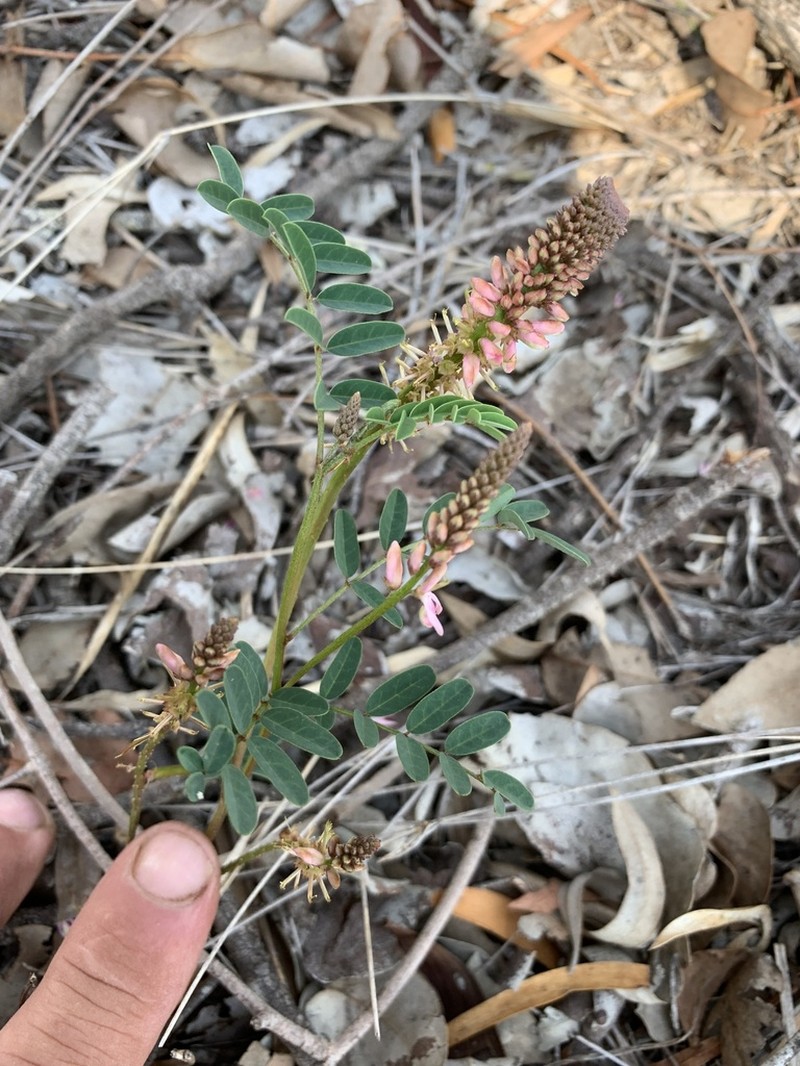 Indigofera baileyi photo 7
