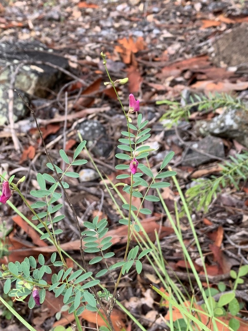 Indigofera baileyi photo 8