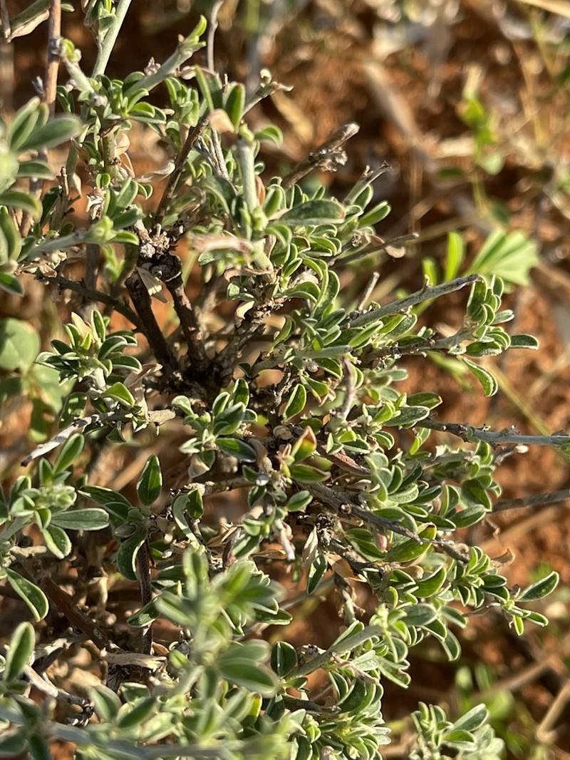 Indigofera bainesii