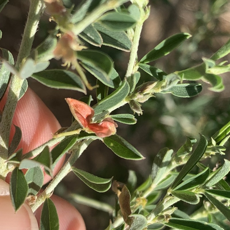 Indigofera bainesii photo 2