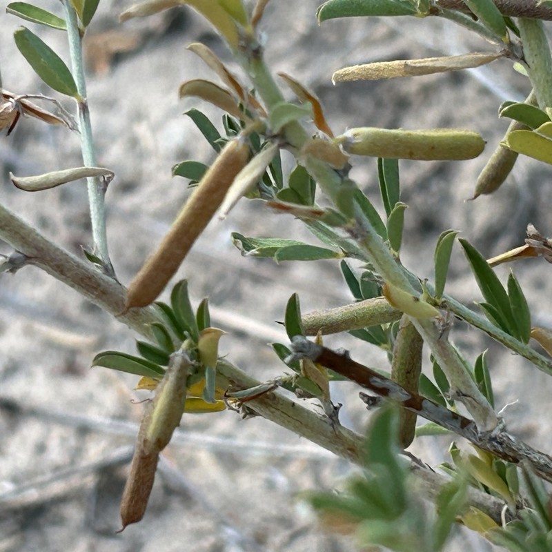 Indigofera bainesii photo 3