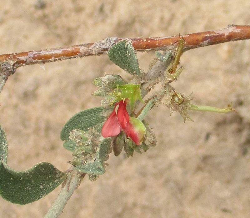 Indigofera bainesii photo 4