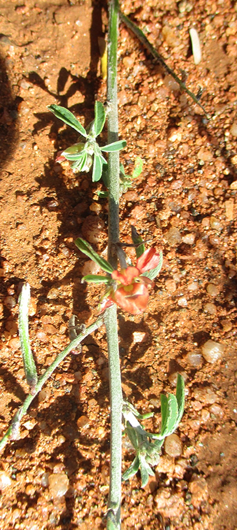 Indigofera bainesii photo 5