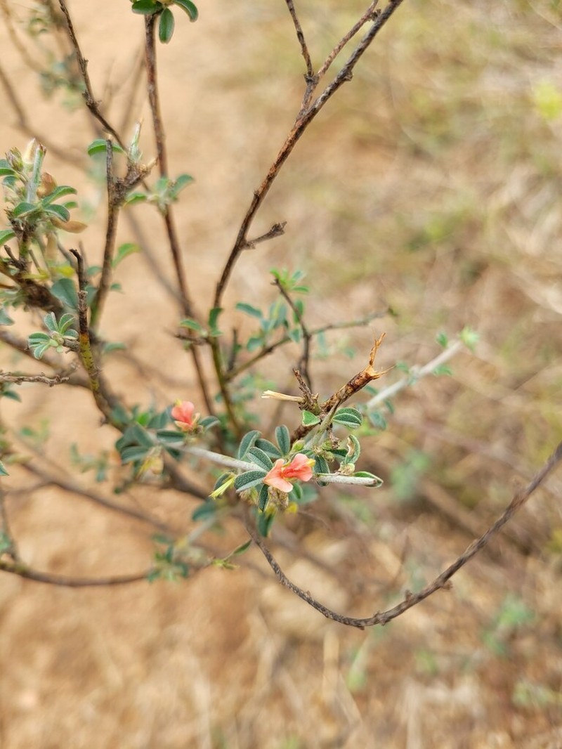 Indigofera bainesii photo 6