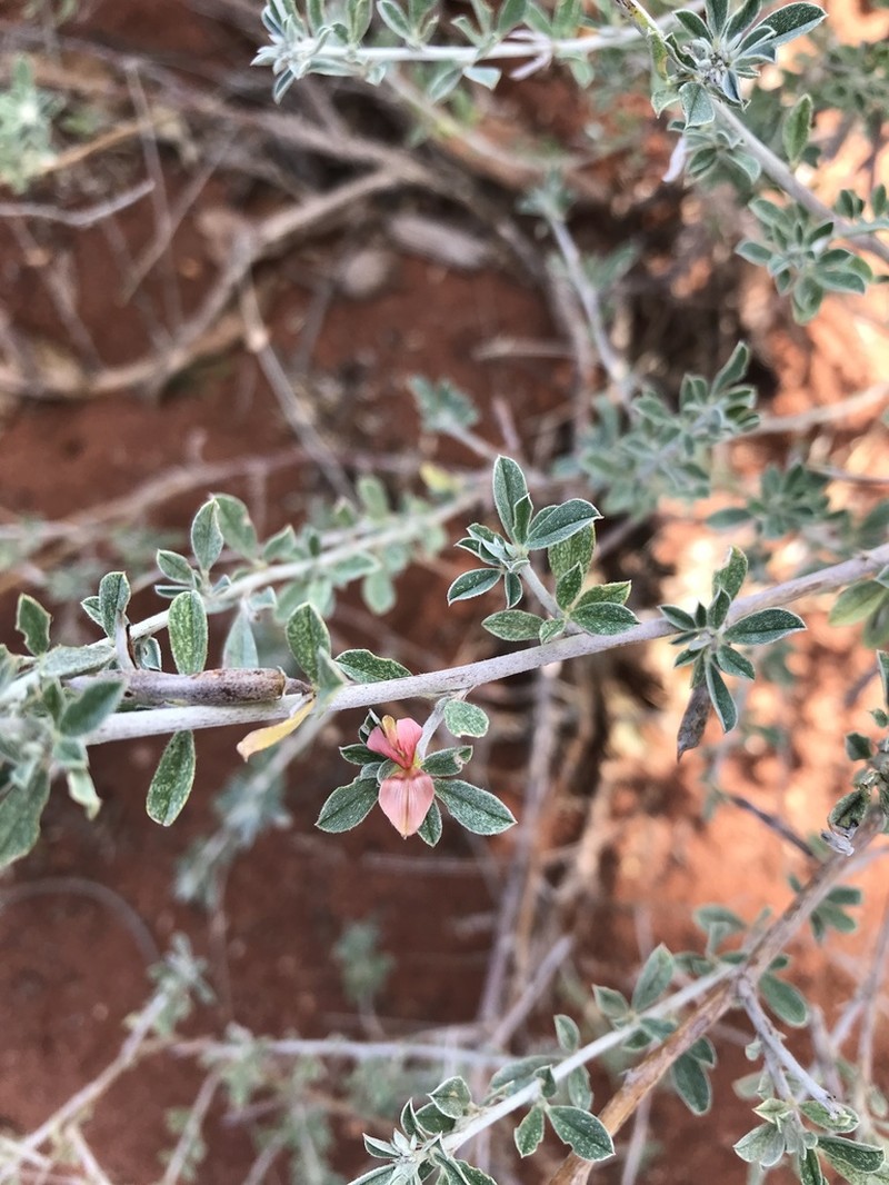 Indigofera bainesii photo 7