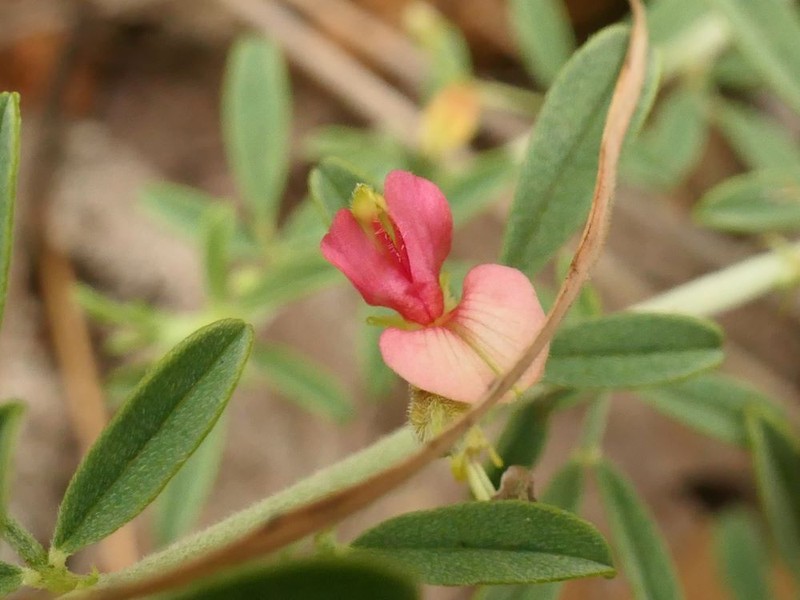 Indigofera bainesii photo 8