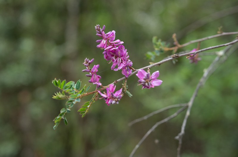 Indigofera balfouriana