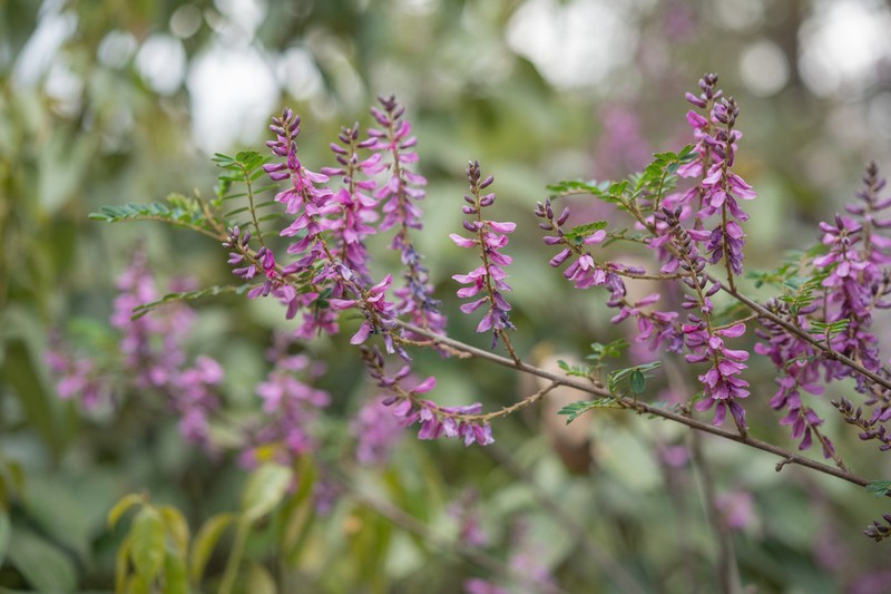 Indigofera balfouriana photo 2