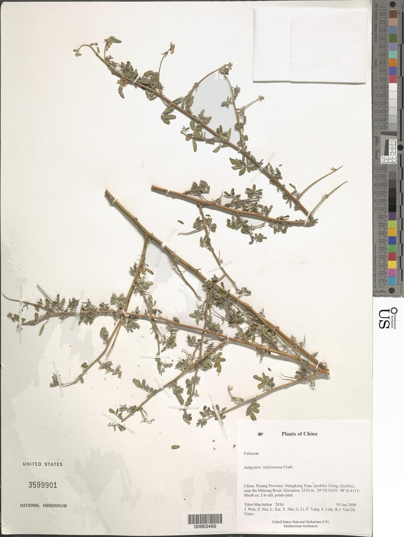 Indigofera balfouriana photo 3