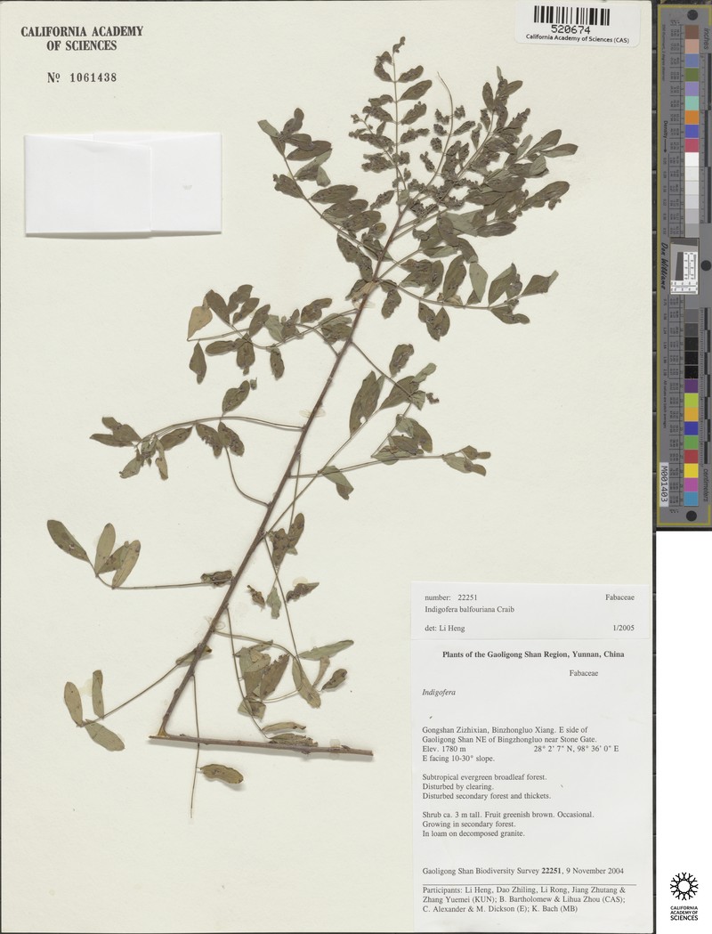 Indigofera balfouriana photo 4