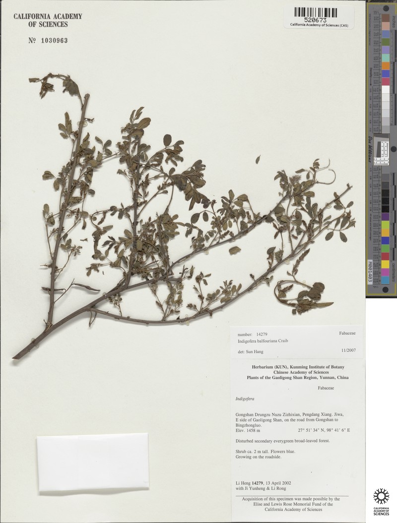 Indigofera balfouriana photo 5