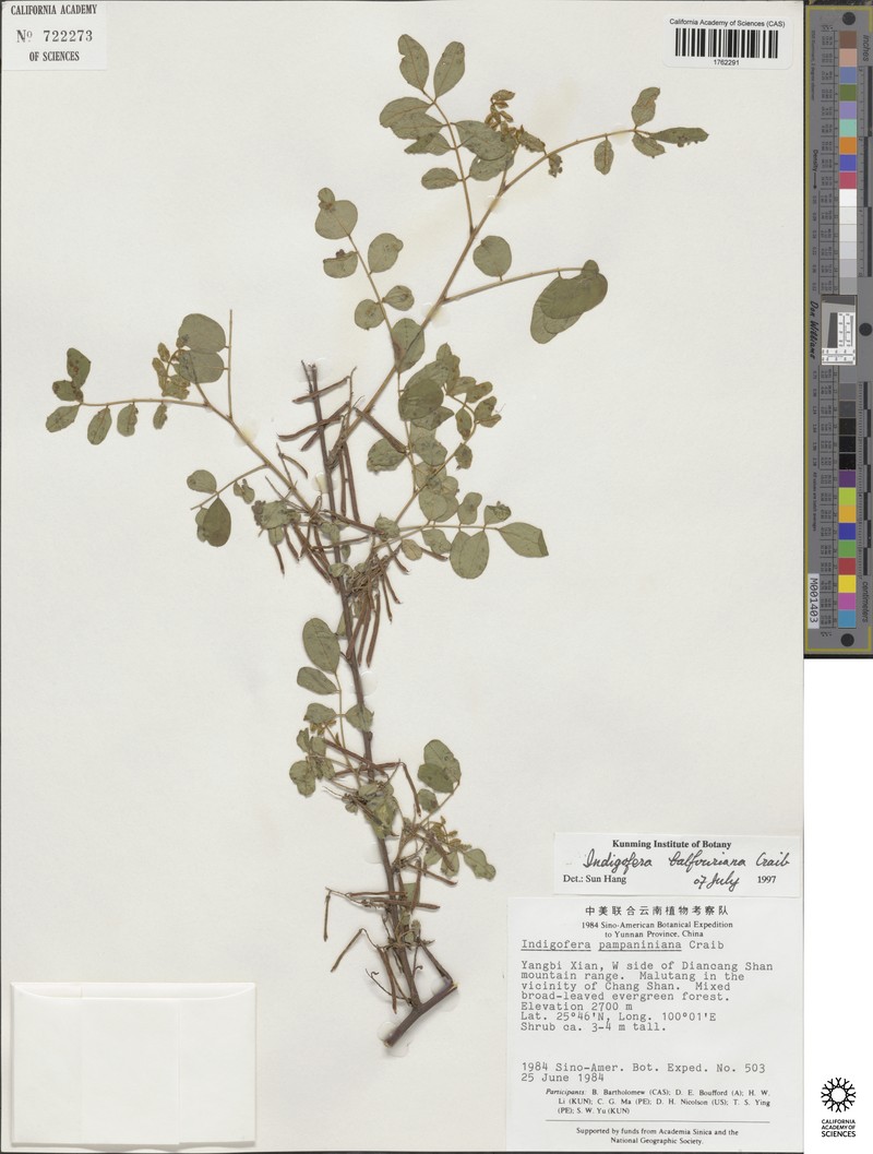 Indigofera balfouriana photo 6