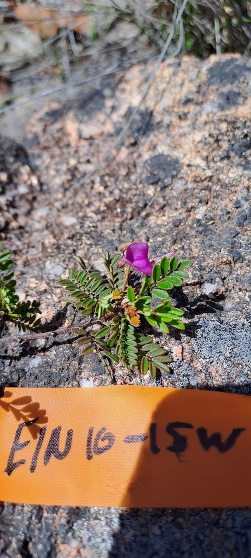 Indigofera bancroftii