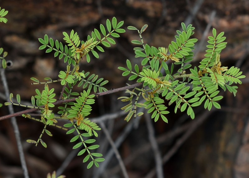Indigofera bancroftii photo 2