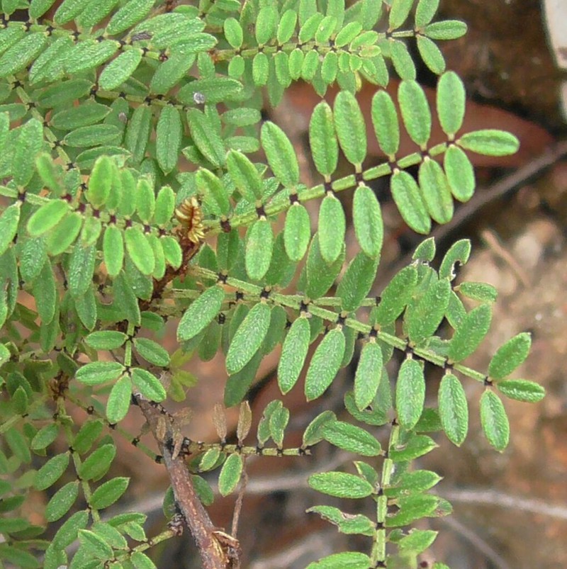 Indigofera bancroftii photo 3