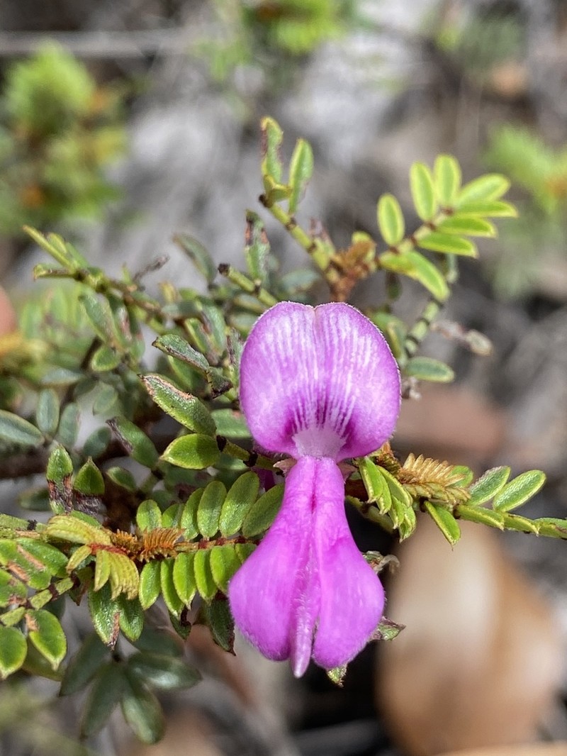 Indigofera bancroftii photo 5