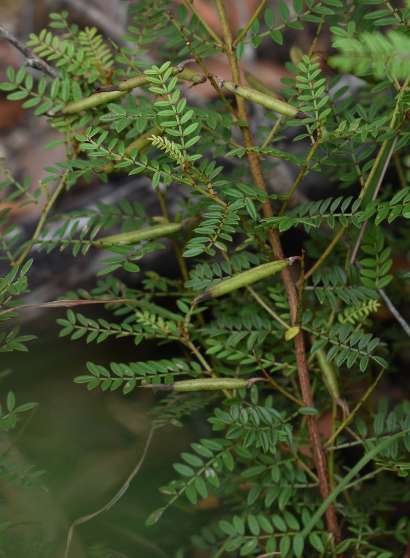 Indigofera bancroftii photo 6