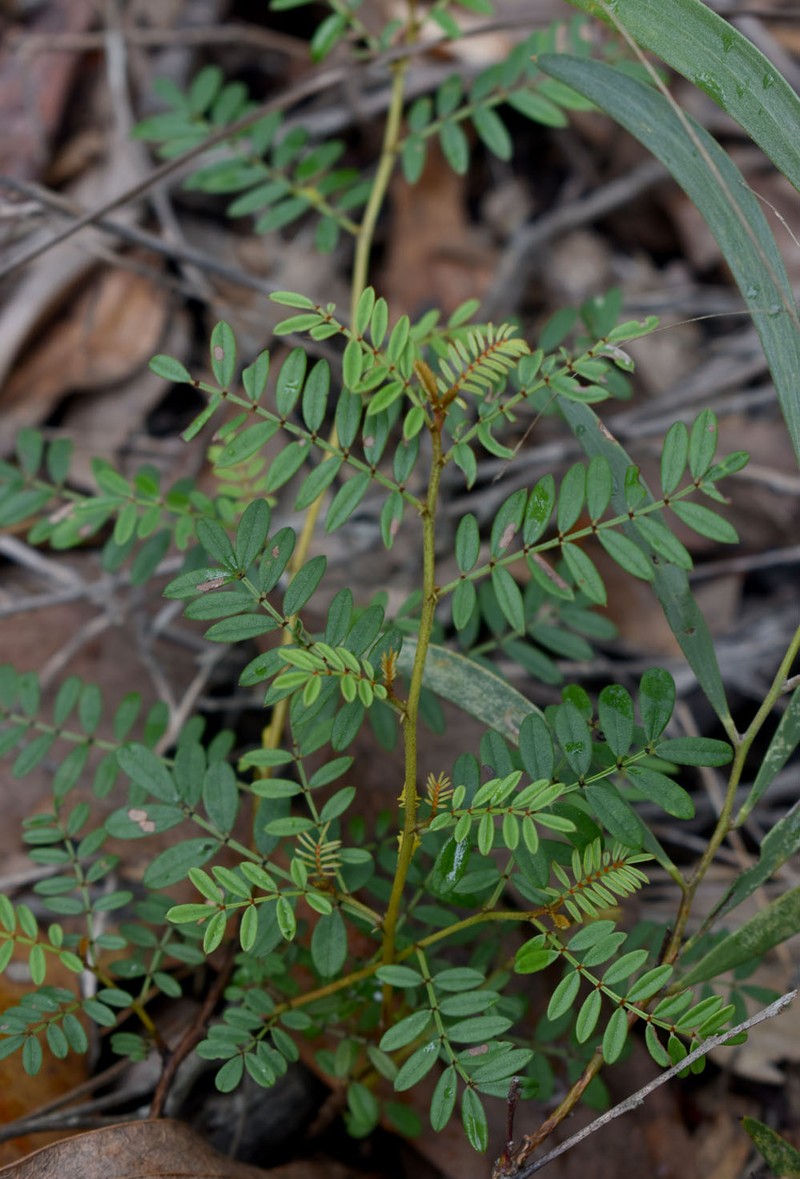 Indigofera bancroftii photo 7