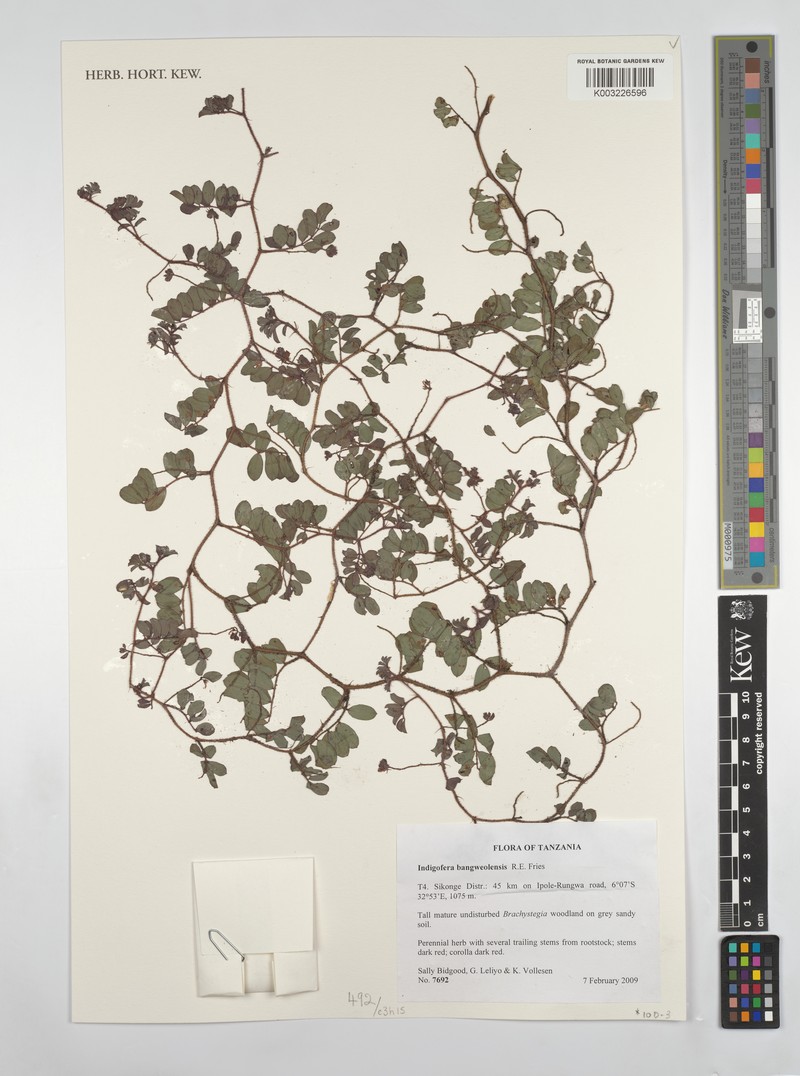 Indigofera bangweolensis