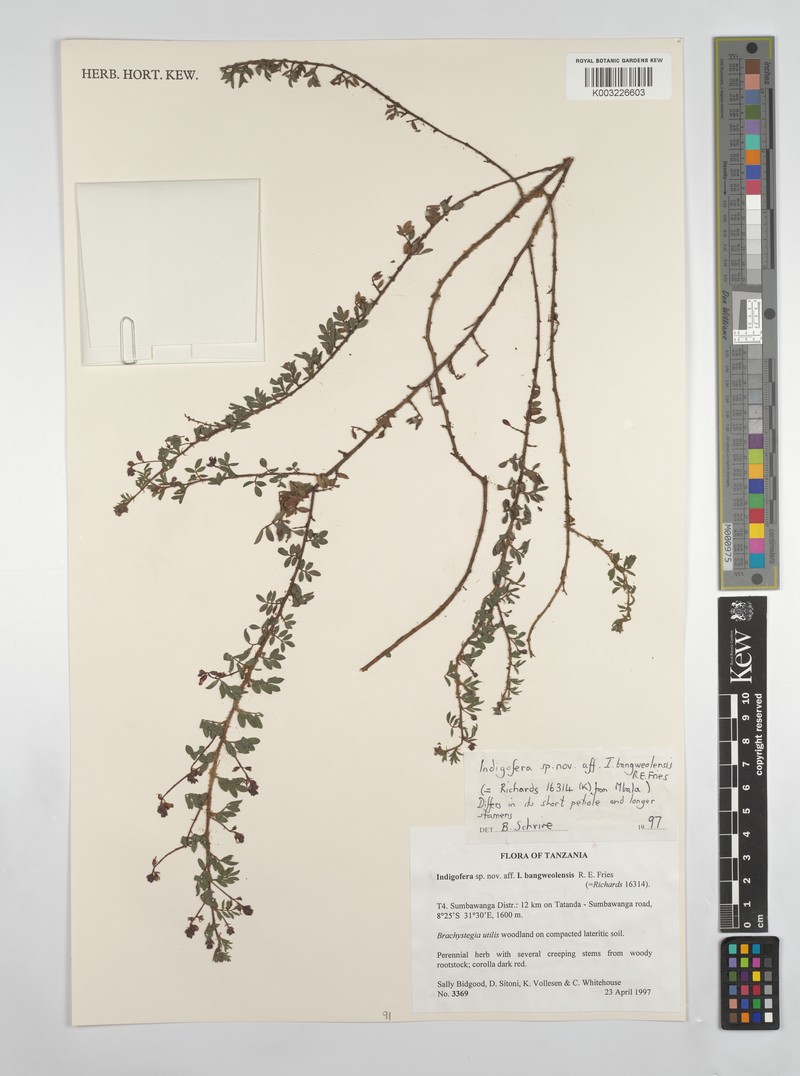 Indigofera bangweolensis photo 2