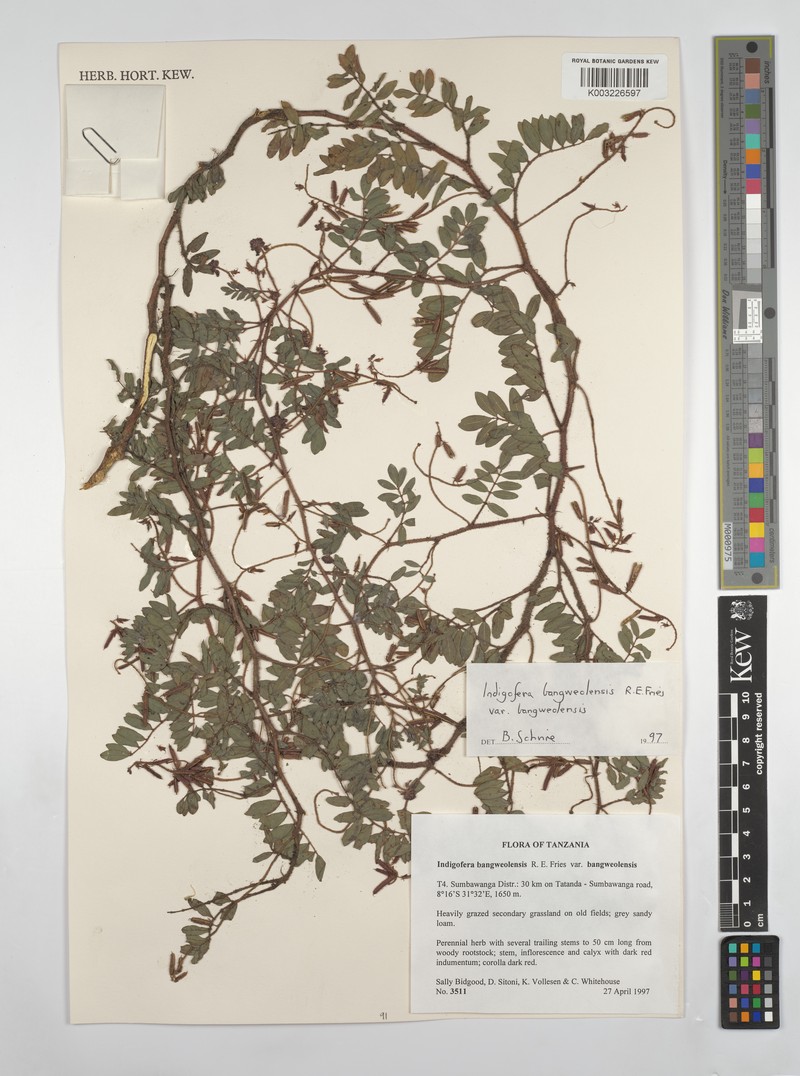 Indigofera bangweolensis photo 3