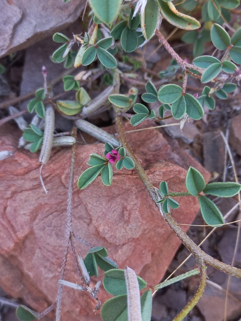 Indigofera barkeri