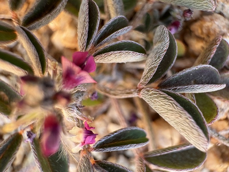 Indigofera barkeri photo 2