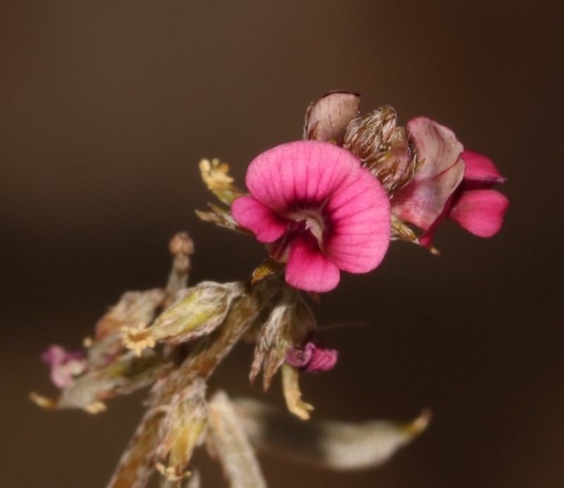 Indigofera barkeri photo 3