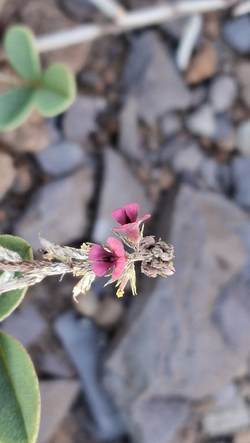 Indigofera barkeri photo 4